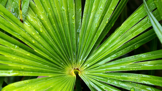 Does Saw Palmetto Work for Hair Loss?