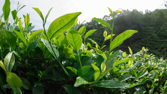 14 Plants That Can Help With Hair Loss