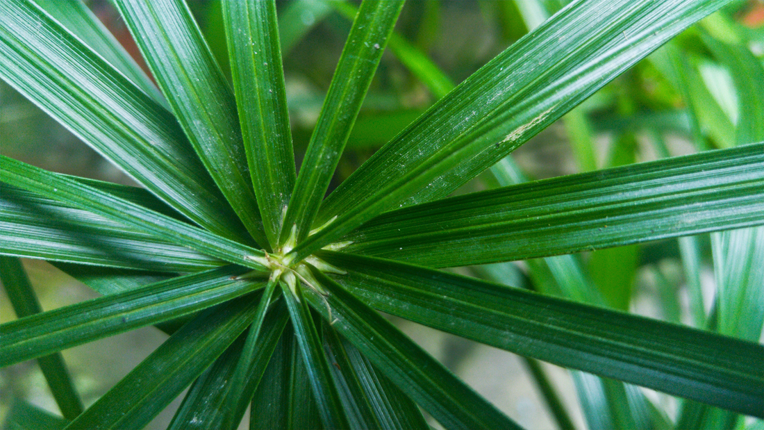 Everything To Know About Saw Palmetto For Hair Loss