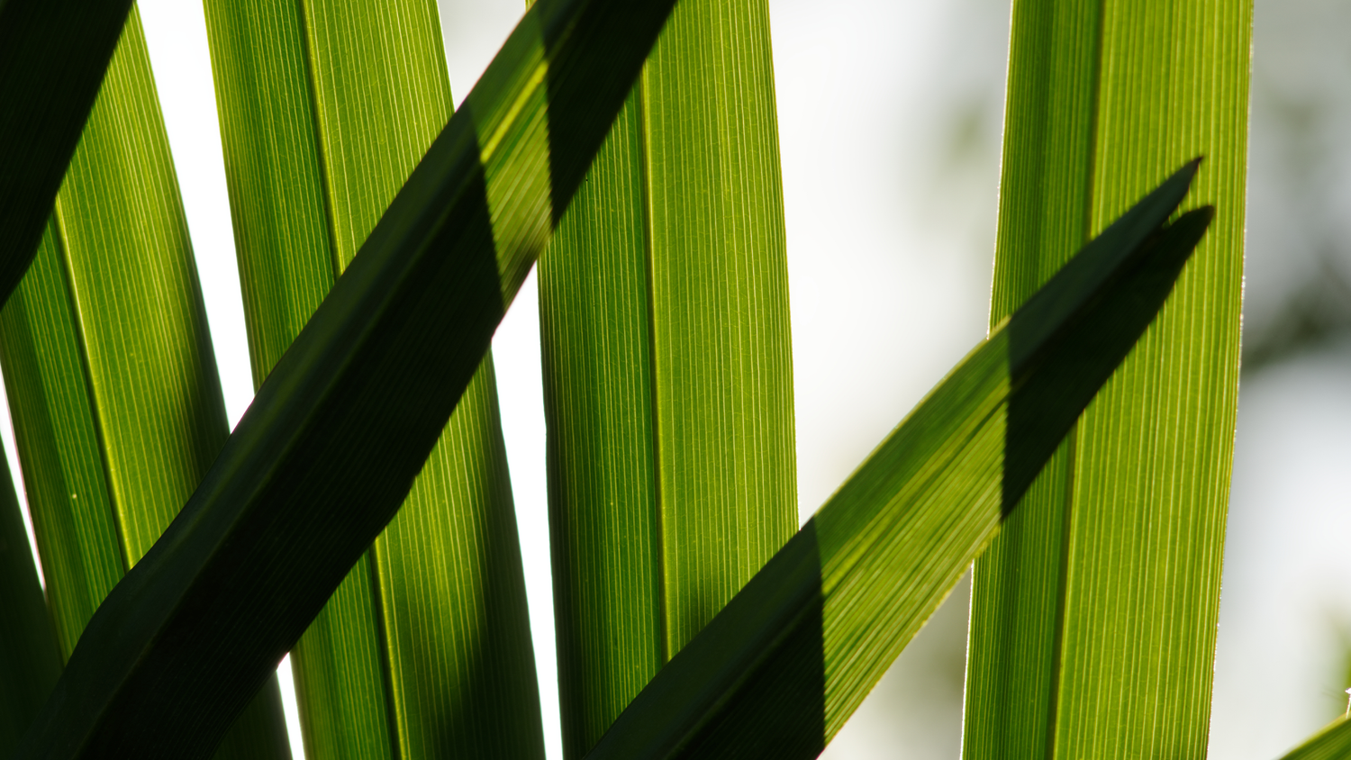 How Saw Palmetto and Finasteride Fight Hair Loss Shapiro MD